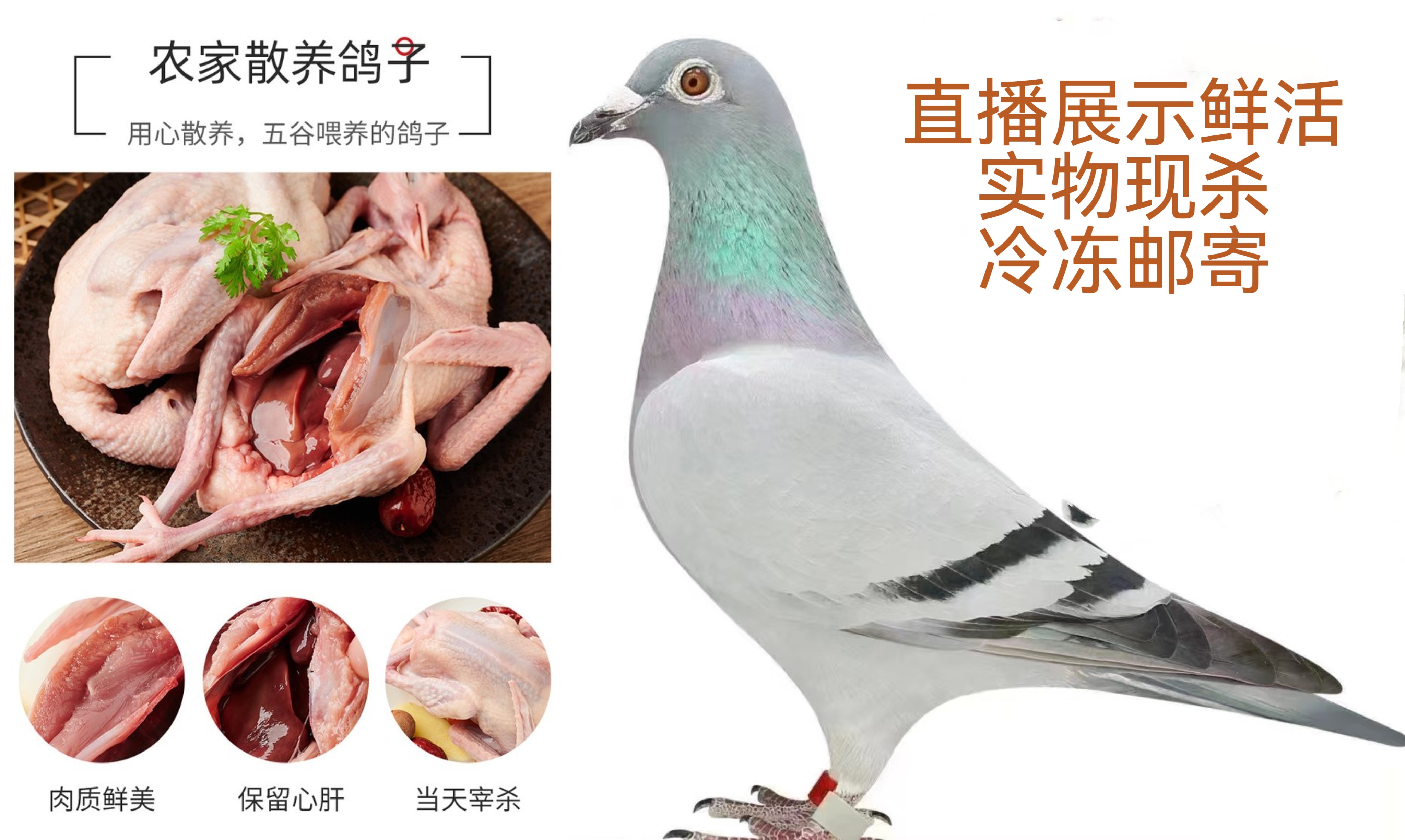 农家散养食用肉鸽、以实际展示为准。