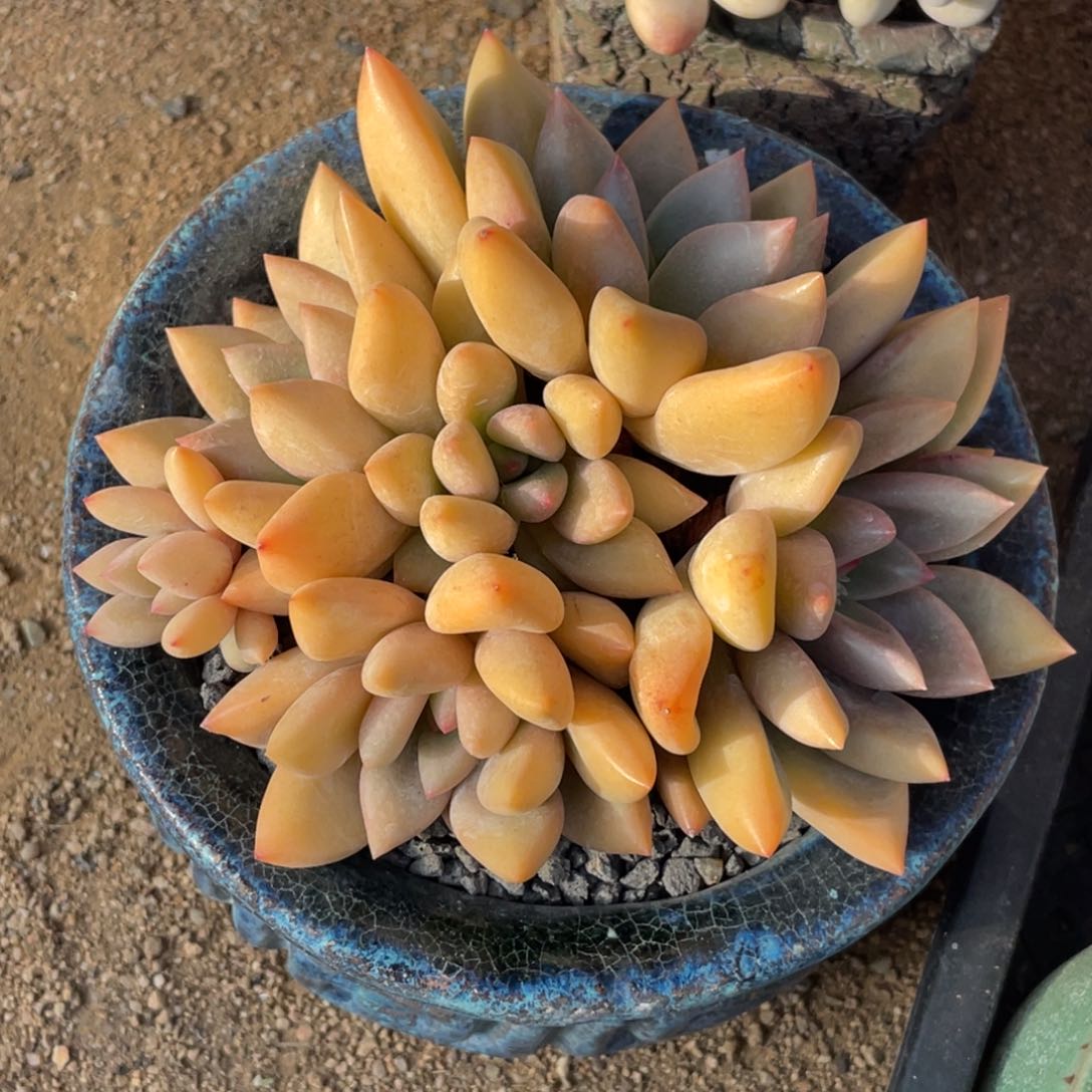 多肉植物多肉植物