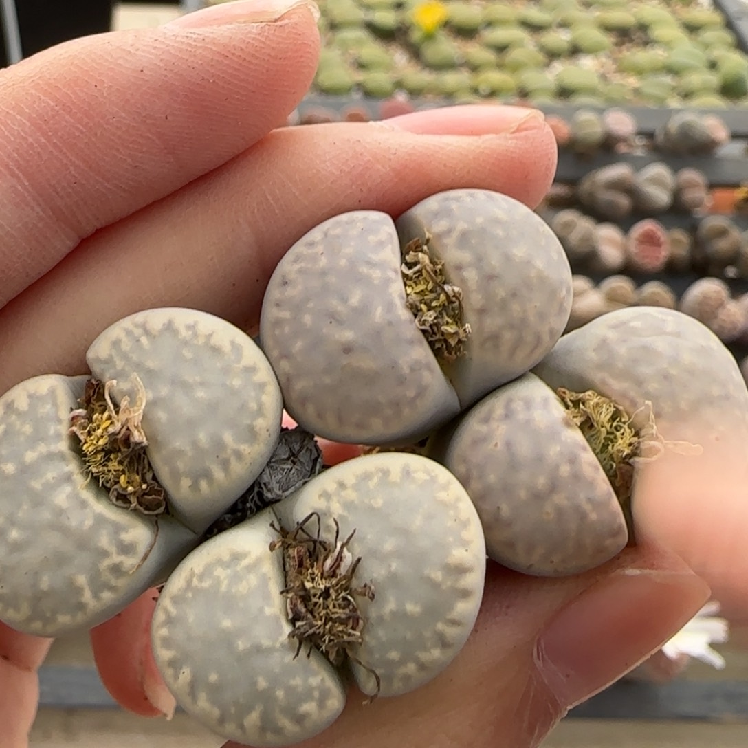 11.12号爱萌多肉小列岛8255