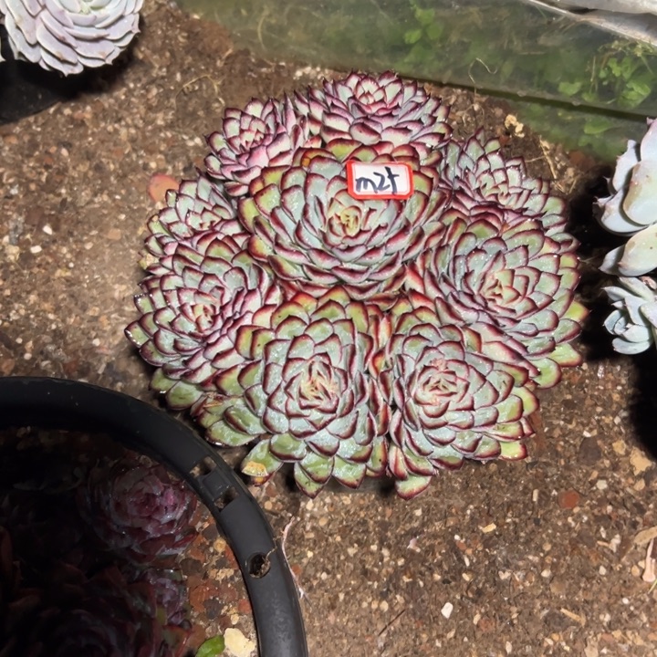 心***度精品多肉植物老桩