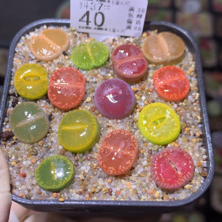 火*鸟精品生石花多肉37.40