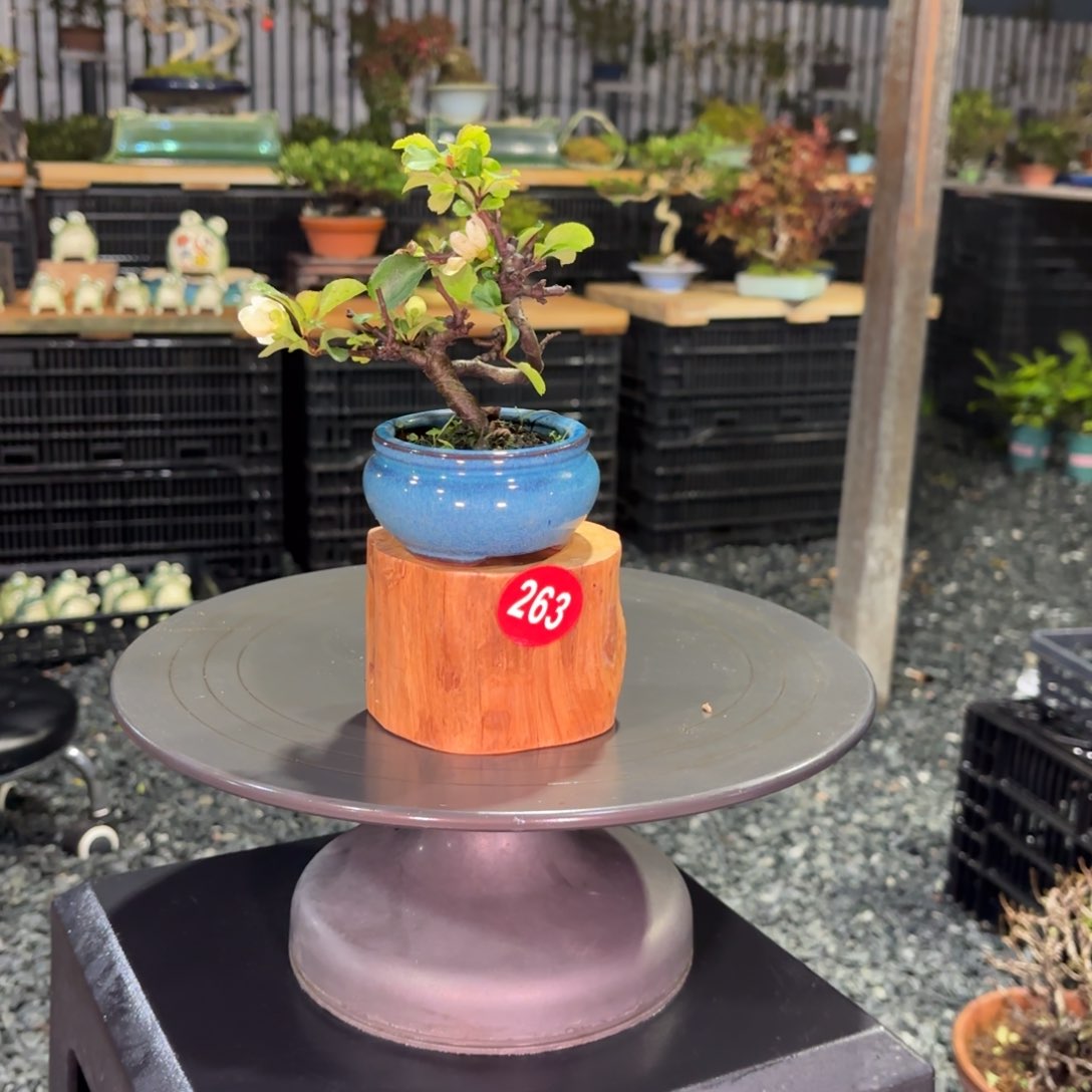 我***路全场盆景263号包邮