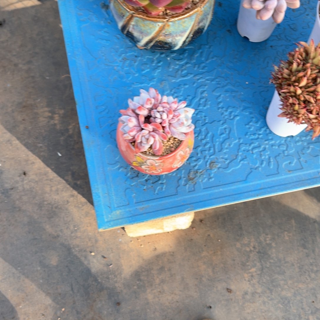 略**～388橙子多肉植物