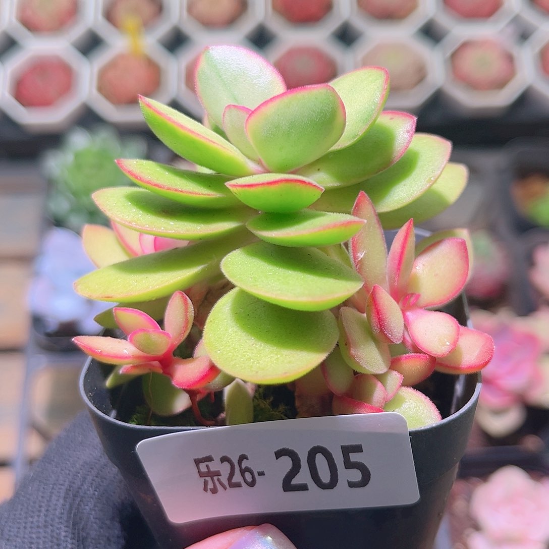 乐然26-205 糖果锦 