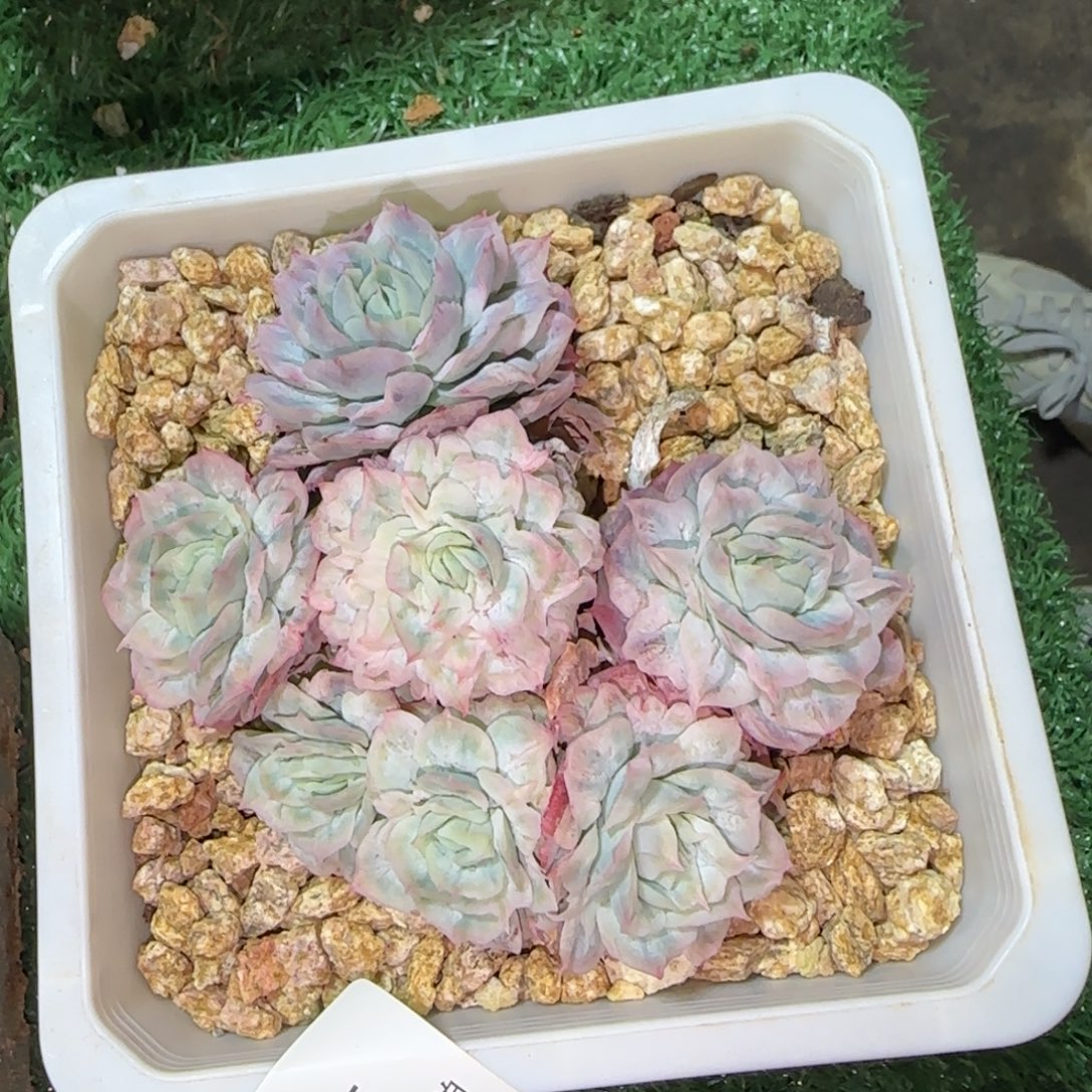 C765石化泡泡纱裙     