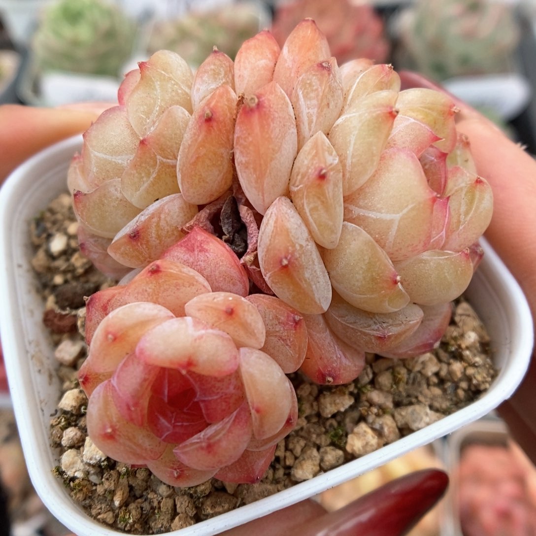 玉珠群生可拍906号。