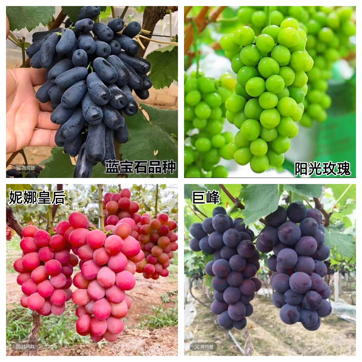 葡萄树苗果树苗巨峰阳光玫瑰蓝宝石妮娜皇后盆栽地栽好种植