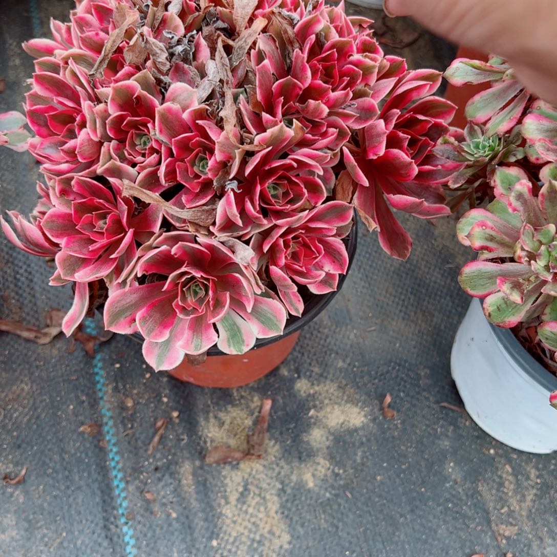 075女妖多肉植物法师多肉