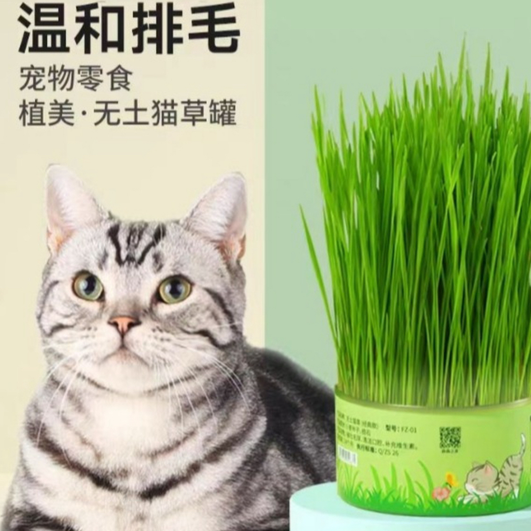 网红懒人猫草种子去毛球助消化浇水就能活的猫草100g/罐