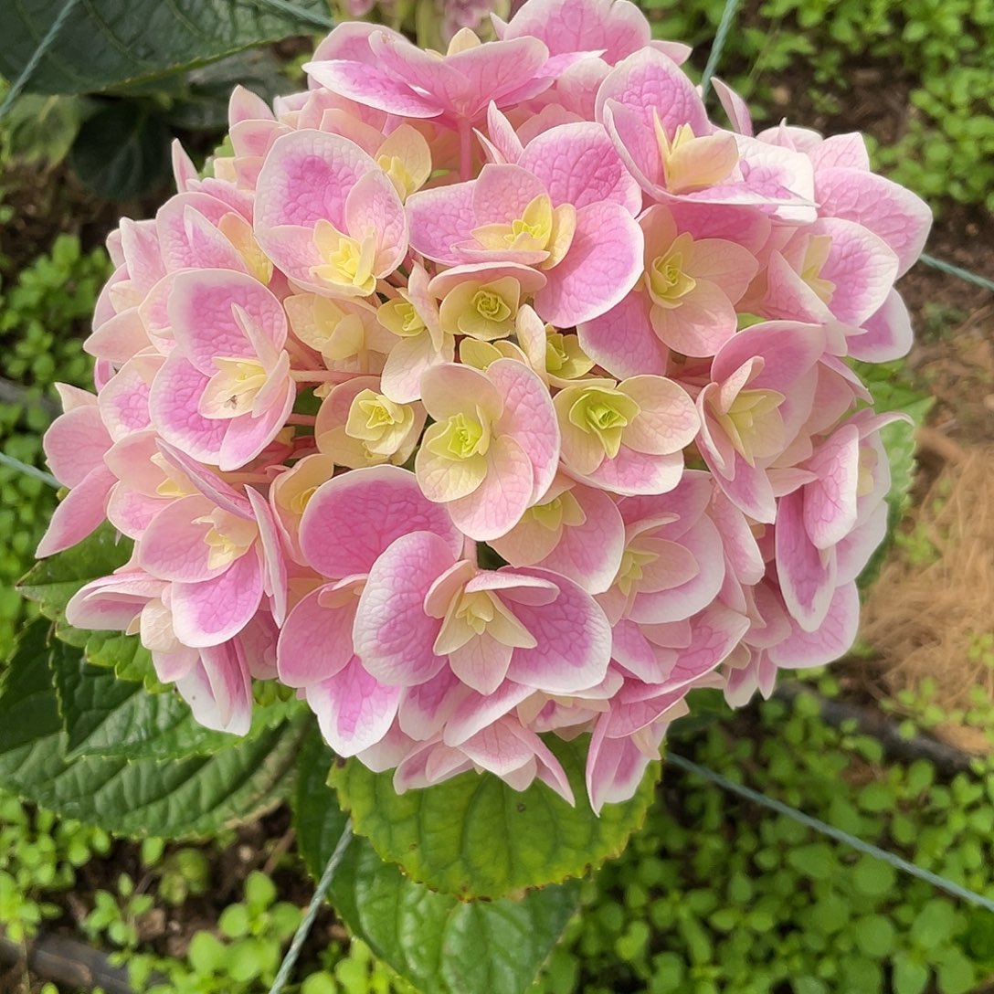 绣球切花一物一拍3枝起包邮，2