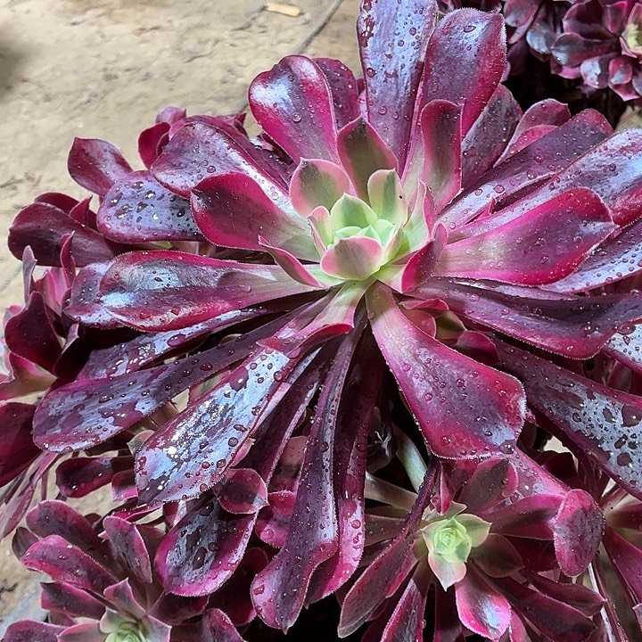 美杜莎一棵脱土发货15.8