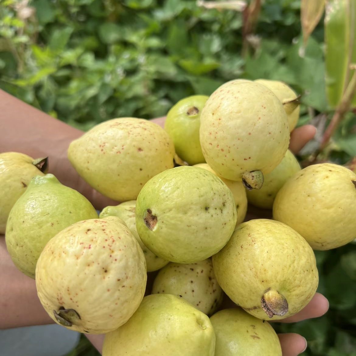 新鲜云南缅桃马里嘎老品种花皮番石榴马达芭乐水果糖分孕妇当季