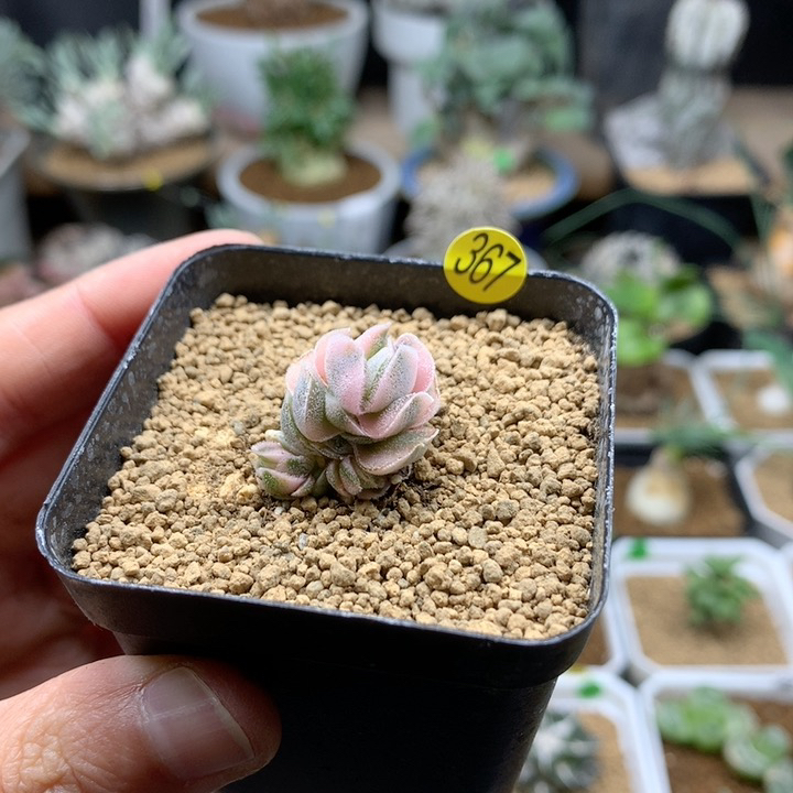 青索龙属龙宫城锦群带盆