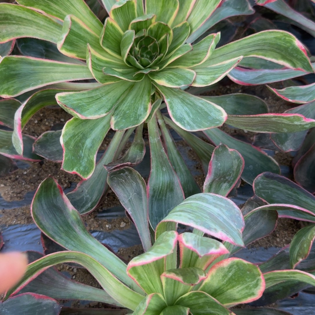 二***哈789恶魔之眼。多肉植物