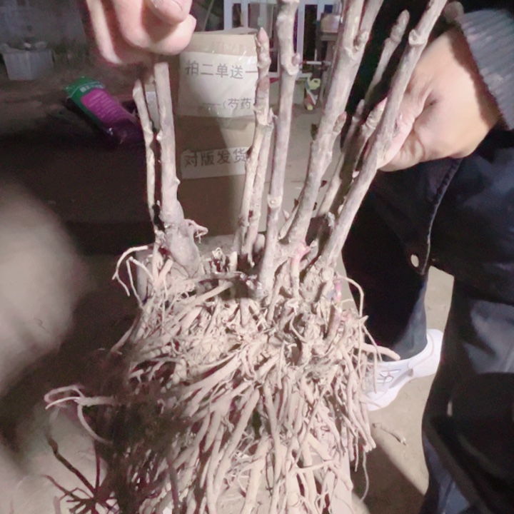当前无花栽培后可以开花蓝月亮