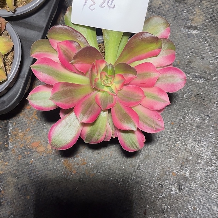 花样年华中班多肉植物