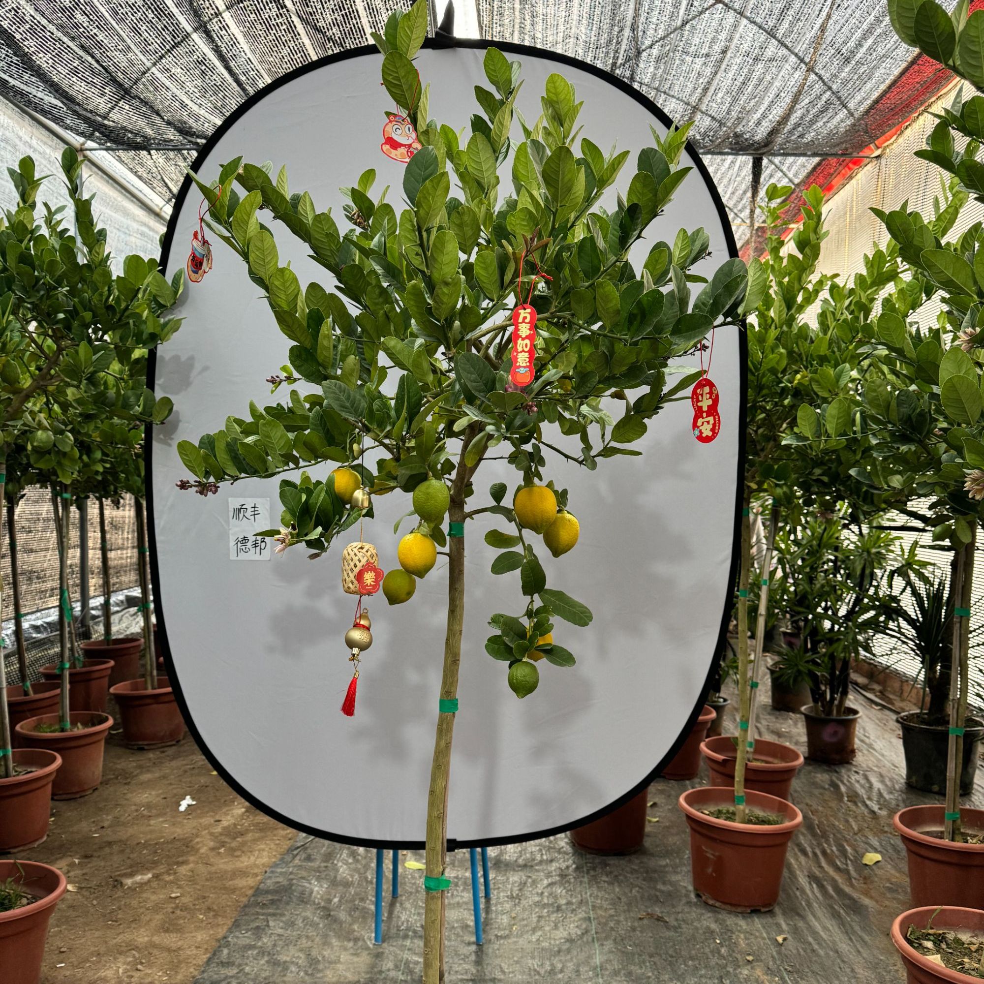 香水柠檬树盆栽室内庭院绿植带花果好养植物柠檬树