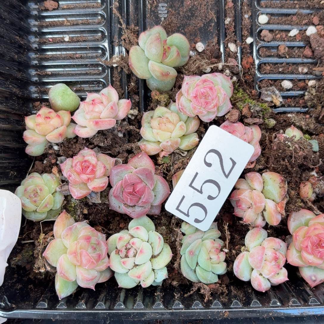 子***嫲多肉植物多肉植物552