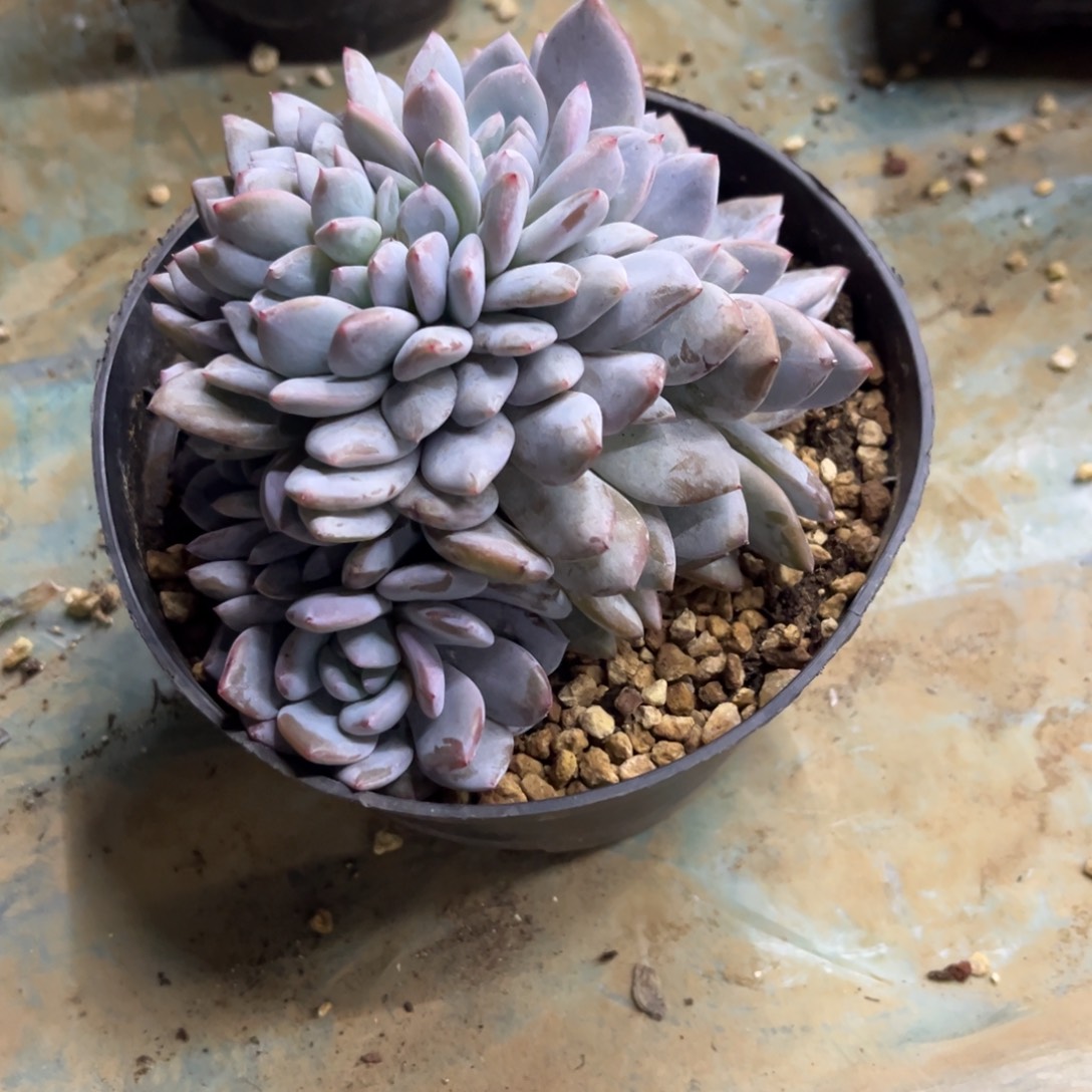 柒***节星影缀化多肉植物