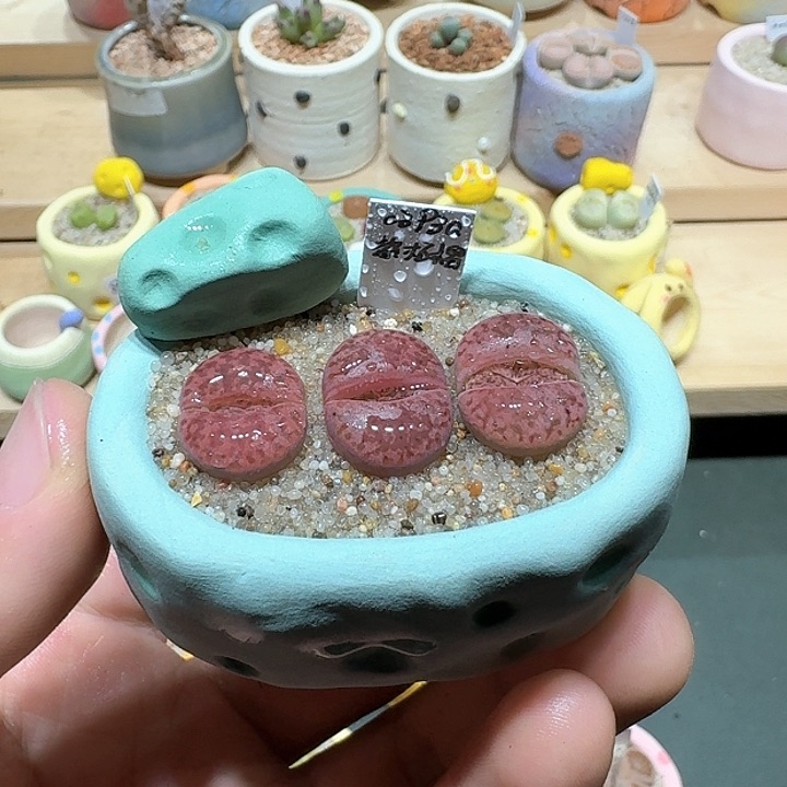 红陶蘑菇347紫折榴