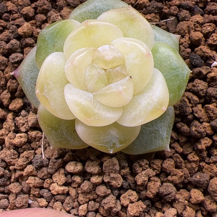 一物一拍，精品糖心，尺寸不大，介意勿拍