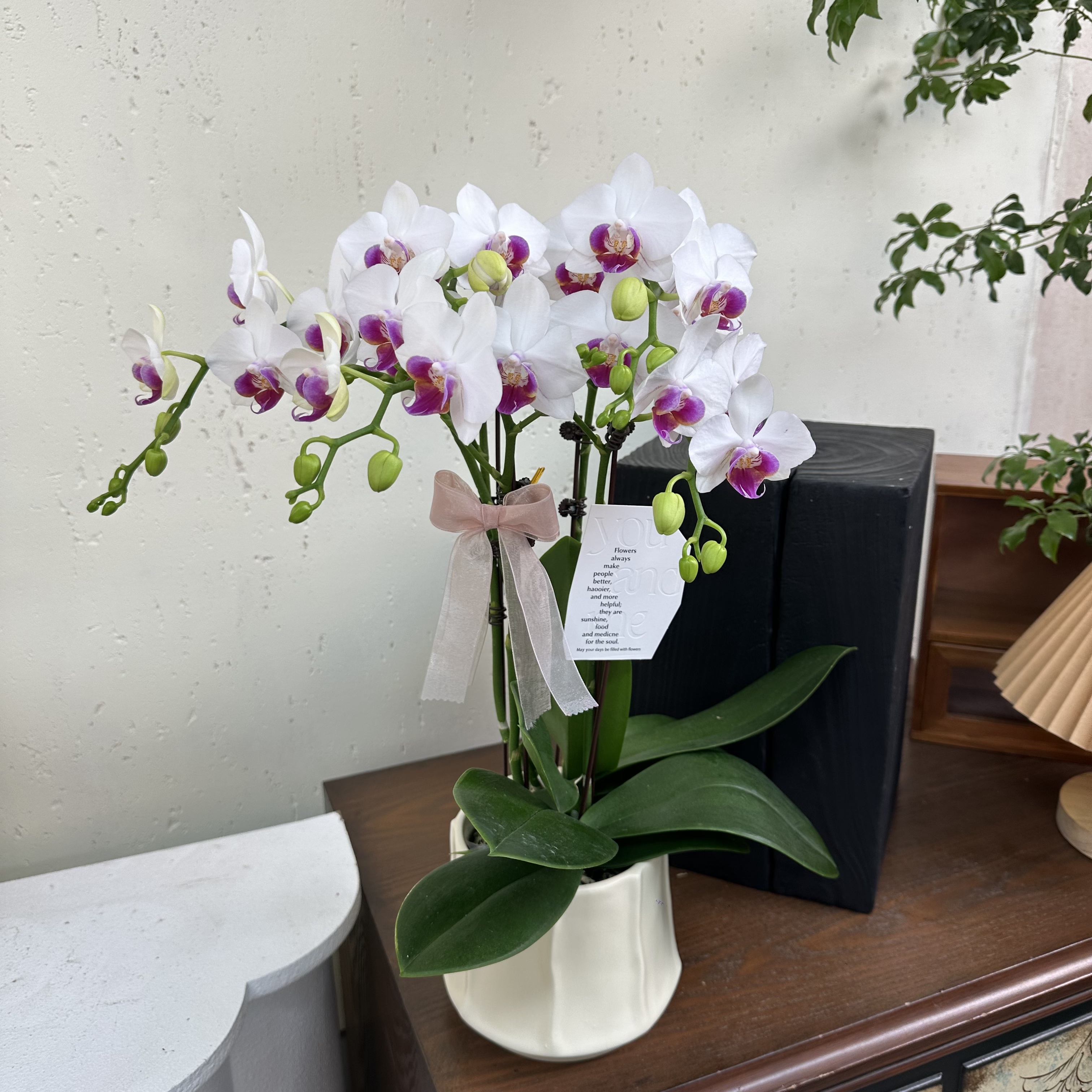 ThePetal8优选【小魔仙】-花卉组盆摆设客厅摆设种植基地发货2-4
