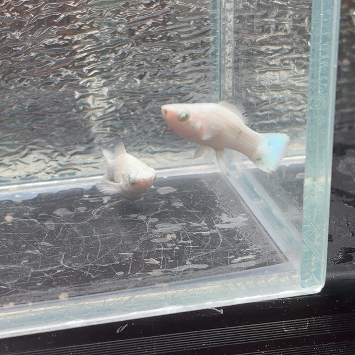 孔雀鱼玛丽鱼两条崽