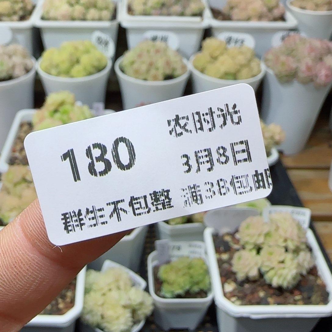 【闪购商品】0308-180（弯头镊子）