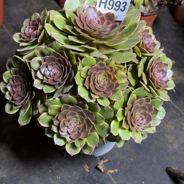 瑞妈，。。。。993半夏，