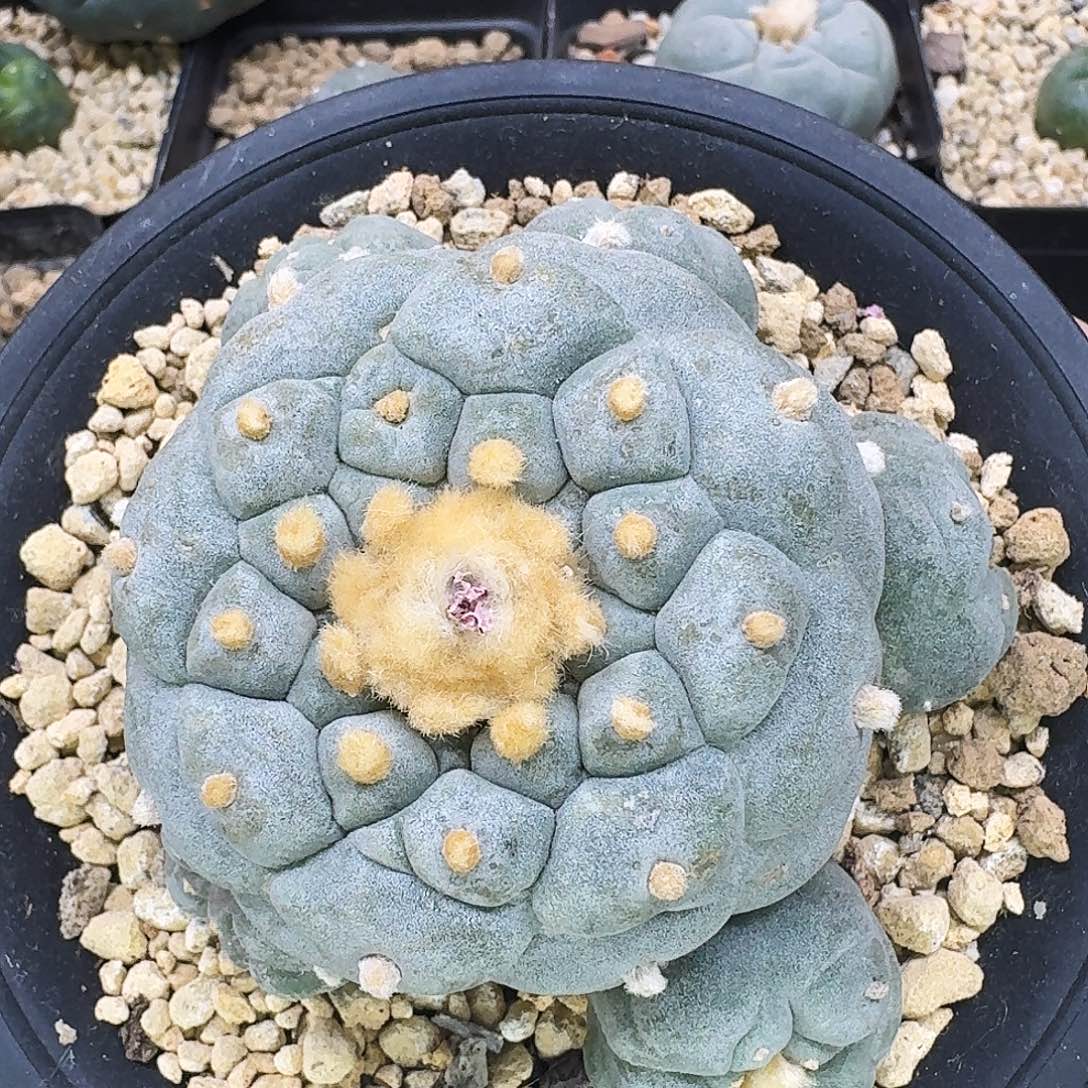 蓝白肌螺旋金毛凸优格子906