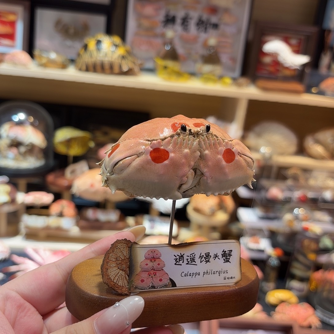 真实小逍遥馒头标本