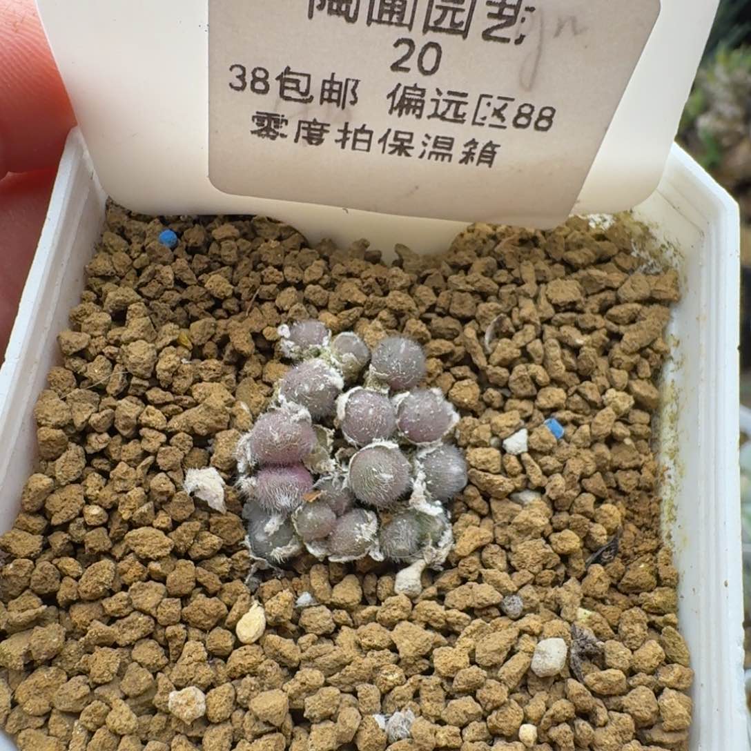 20号毛球多肉。
