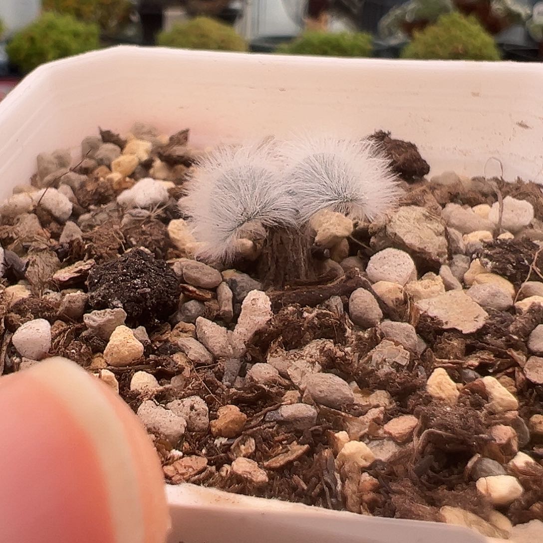 624号毛叶石蒜12.19多肉