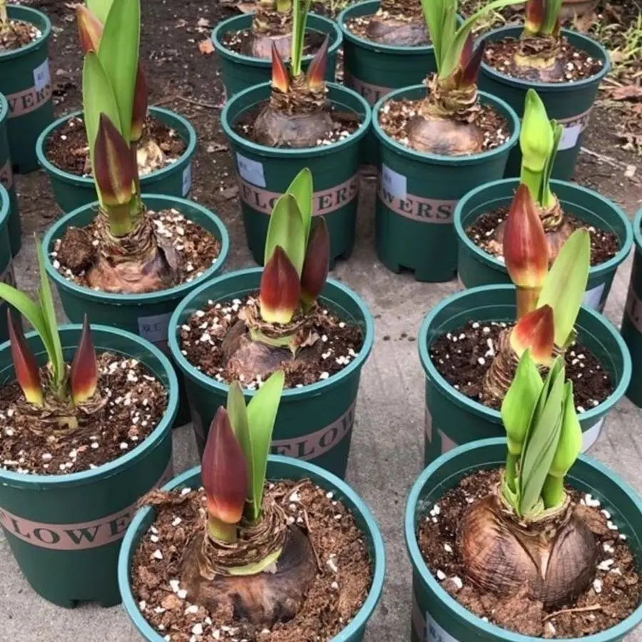 【荷兰进口】重瓣朱顶红种球植物好养活超大花浓香四季开花花卉绿植