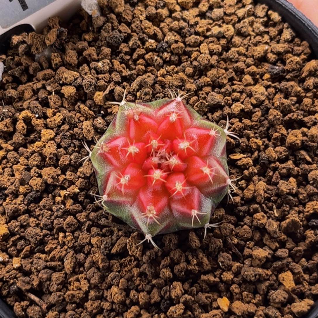 小红帽 米哈仙人球