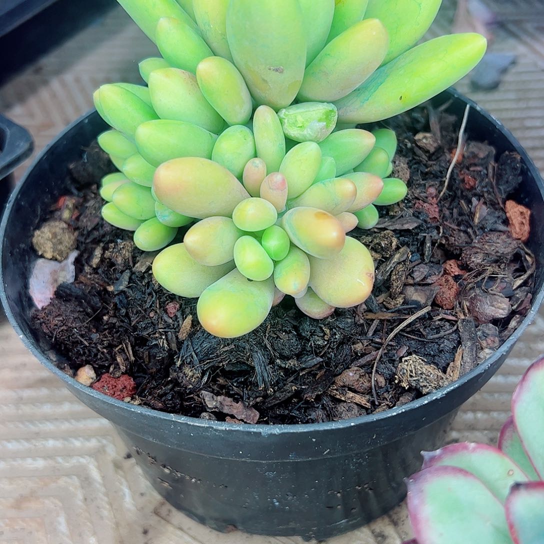 芒果奶群，一物一拍