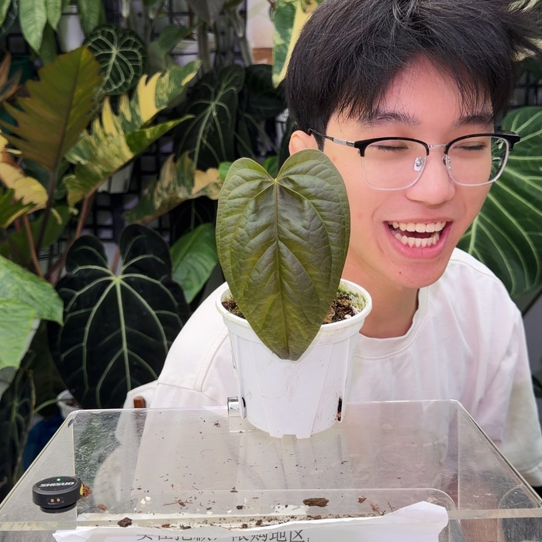完全开放Q92女王之星