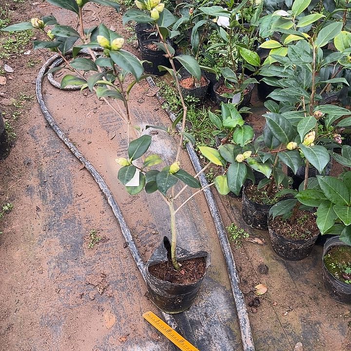 完全开放斑迪克茶花