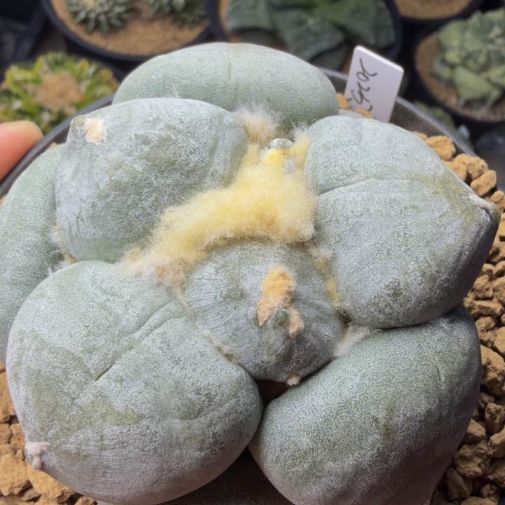 白蜡层蛋蛋丸青瓷