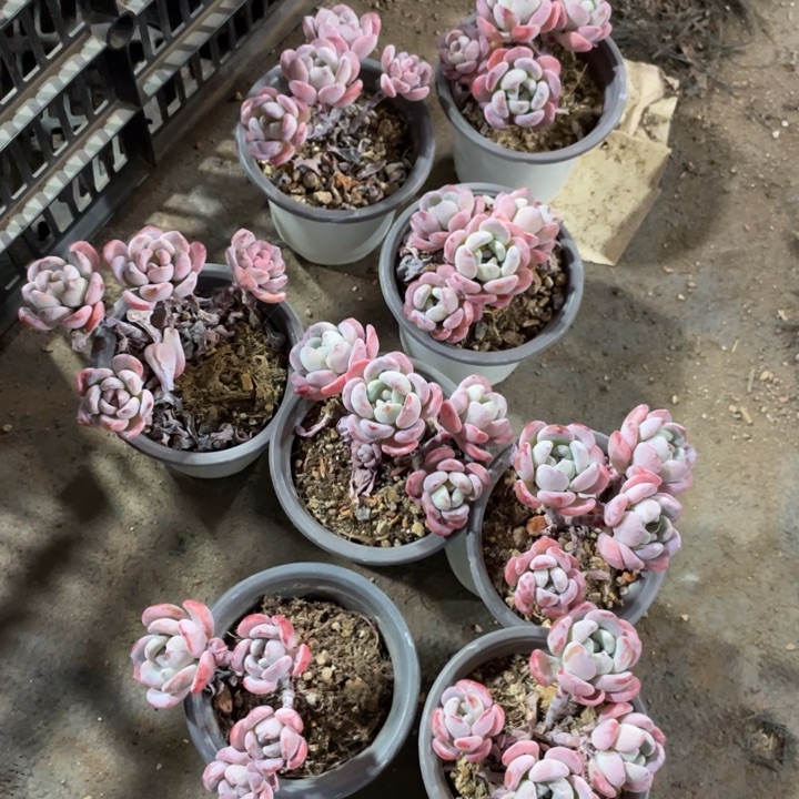 慢慢雪量拍满20包邮