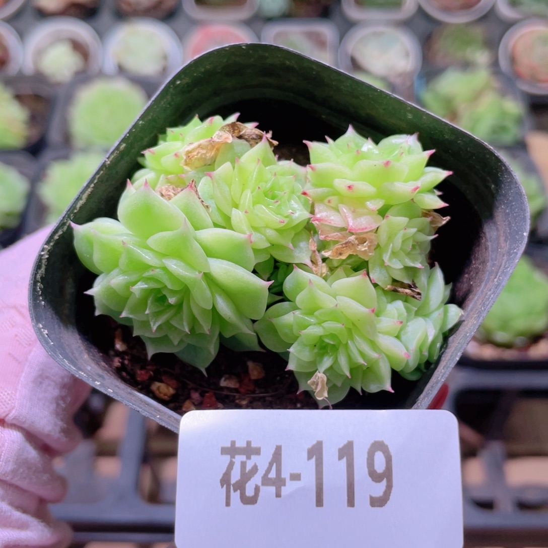 花利美4-119麦秆群