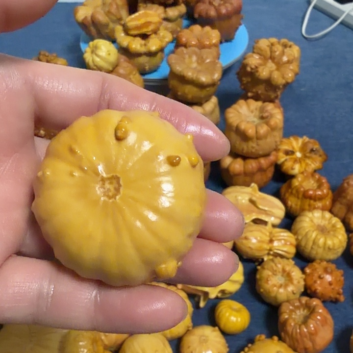 夏***香墨西哥七彩疙瘩葫芦