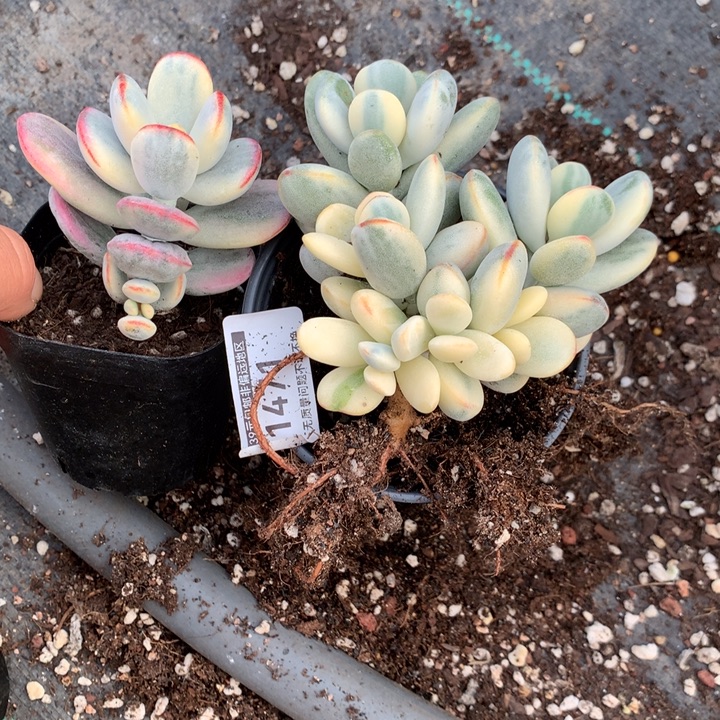 无花朵乒乓福娘锦1471