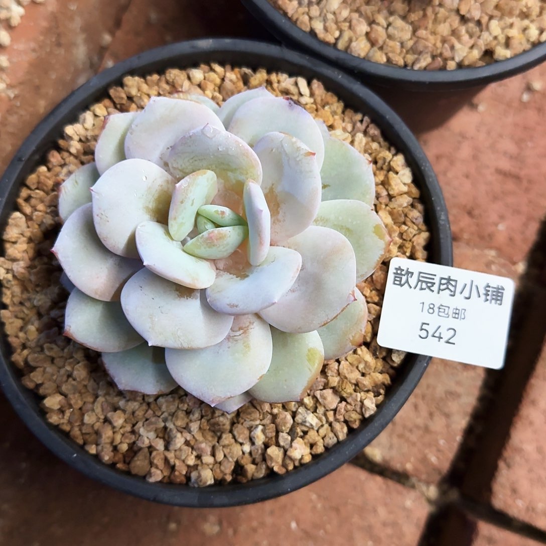 多肉植物奶茶单头542