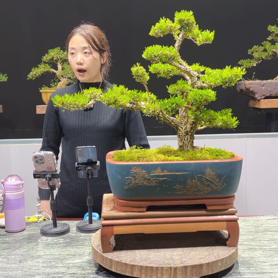 四季常青老桩黄杨盆景