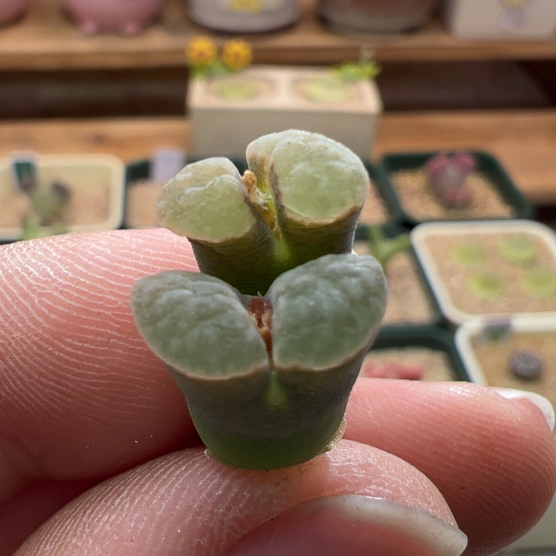 451。编号丢失风铃母本