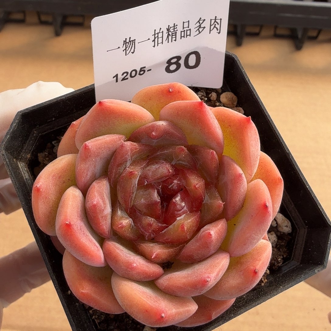 1205-80单颗多肉一物一拍