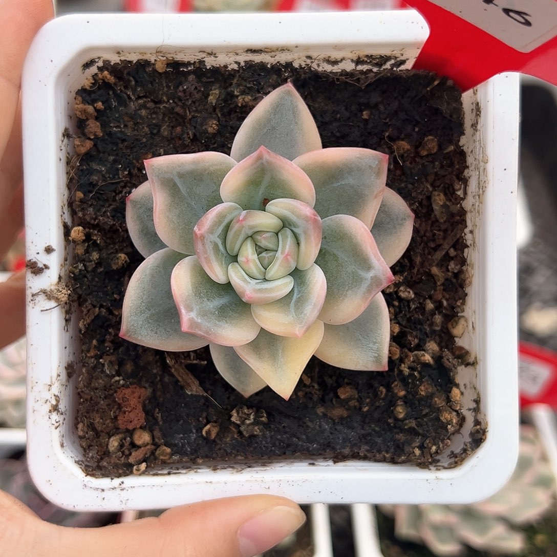 146号伊丽莎白锦多肉植物