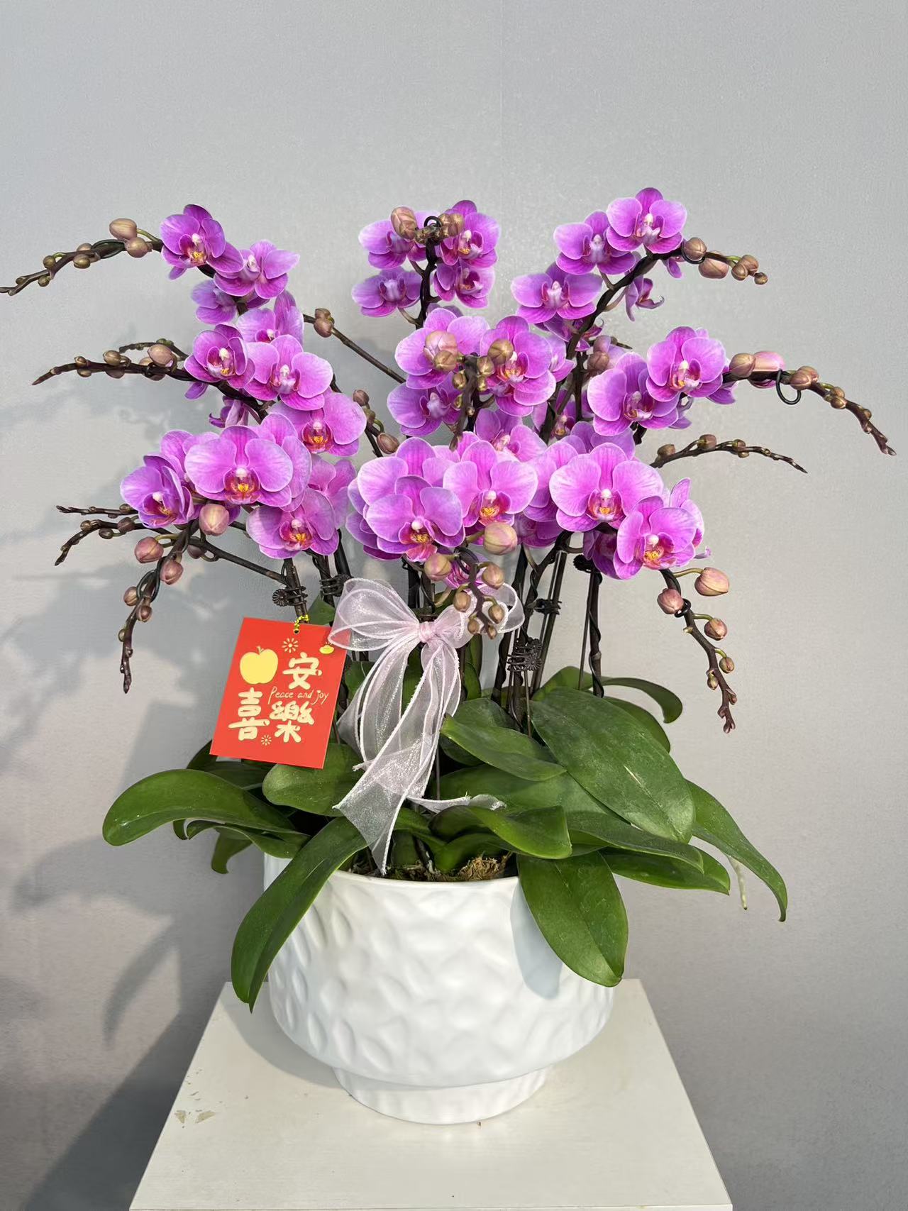 《骄阳公主》蝴蝶兰艺术组盆鲜花摆设高端花卉