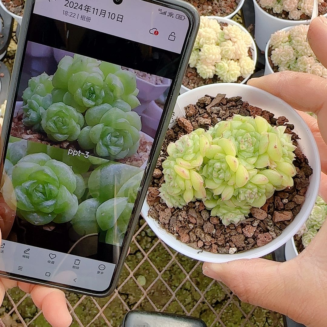 1214-58（ppt-3）优选多肉